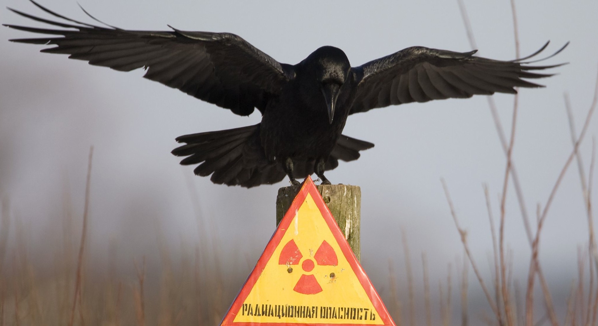 Воздействие радиации