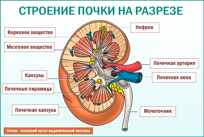 Особенности строения почки