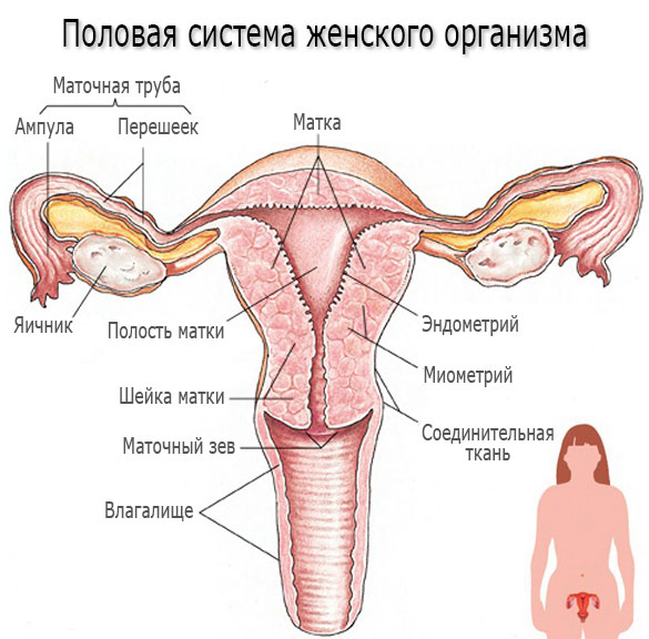 Половая система женского организма