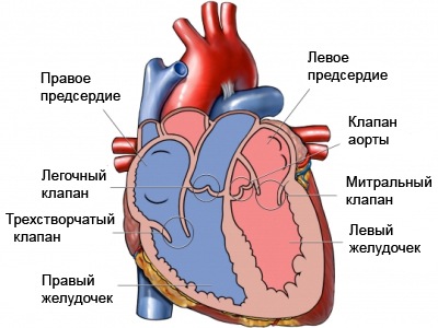 Атриовентрикулярный дефект межпредсердной перегородки